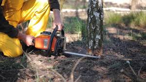 Best Tree Preservation Services  in Carlyle, IL