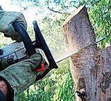 Best Firewood Processing and Delivery  in Carlyle, IL
