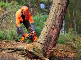 Tree and Shrub Care in Carlyle, IL