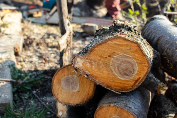 Professional Tree Care in Carlyle, IL