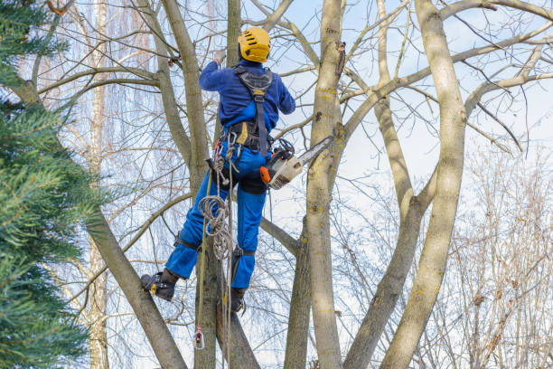Best Hedge Trimming  in Carlyle, IL