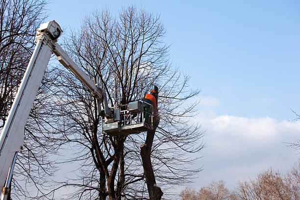 How Our Tree Care Process Works  in  Carlyle, IL